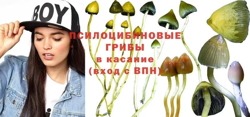 Псилоцибиновые грибы Psilocybe  Баксан 